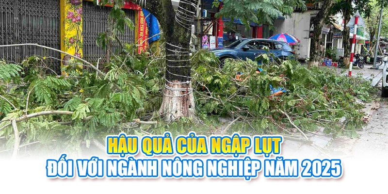 Hậu quả của ngập lụt đối với ngành nông nghiệp năm 2025